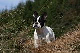 BOULEDOGUE FRANCAIS 907